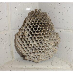 Pear Shaped Paper Wasp Nest oddity curiosity nature specimen weird hive goth